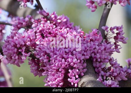 Die rosa Blüten auf dem Ast des Baumes zerzis Stockfoto