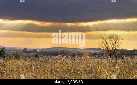 Einsamer Baum im Herbstfeld unter bewölktem Himmel Stockfoto