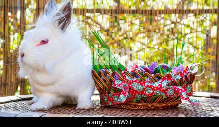 Weißer Hase sitzt auf einem Holztisch entlang eines gestreiften Korbes voller Osterdekoration Stockfoto