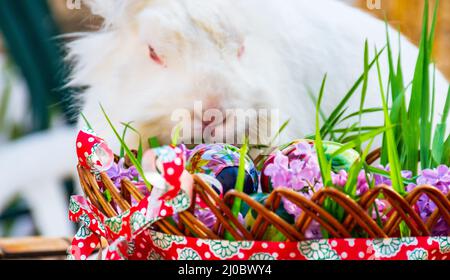 Gestreifter Korb voller Osterdekoration sieht für den Hasen interessant aus Stockfoto