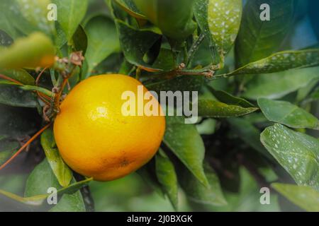 Nahaufnahme Big Tangerine orange Frucht in orange Farm auf der Insel Jeju, Südkorea Stockfoto