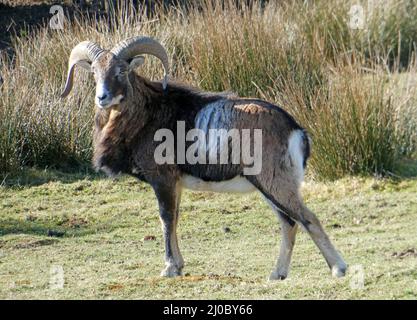 Männlicher Europäischer Mufflon oder Ovis aries musimon im Frühling. Er hat immer noch seinen Wintermantel an. Ein männlicher Mufflon wird als Widder bezeichnet. Stockfoto