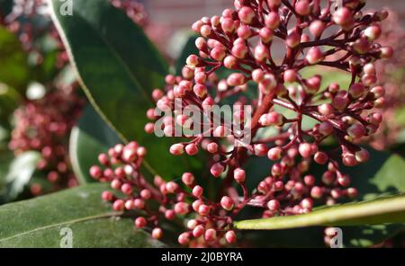 Die dunkelrosa Knospen des Strauches Japanische Skimmia oder Skimmia japonica röteln Stockfoto