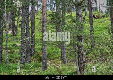 Tief im grünen Wald Stockfoto