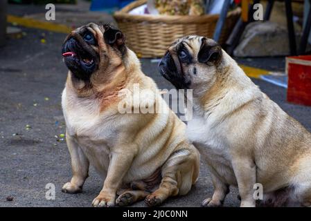 Nahaufnahme von zwei niedlichen Pugs im Freien Stockfoto