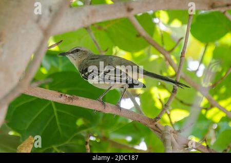 Der schwarze und graue Vogel sitzt auf einem Ast Stockfoto