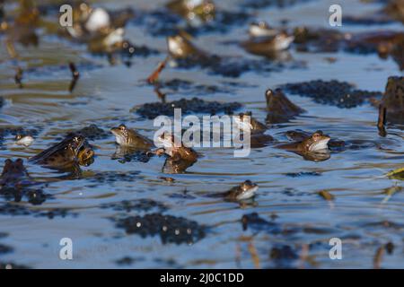 Barn Hill, Wembley Park, Großbritannien. 18.. März 2022.eine Armee europäischer gewöhnlicher brauner Frösche (Rana temporaria), die sich unter Froschlaichen im Barn Hill Pond paaren. Amanda Rose/Alamy Live News Stockfoto