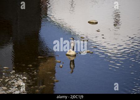 Moskauer Ente auf einem Felsen in einem See in Orozco, Baskenland Stockfoto