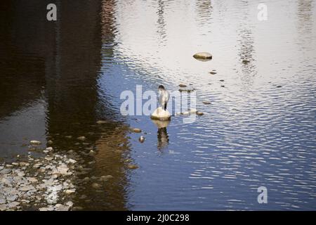 Moskauer Ente auf einem Felsen in einem Teich in Orozco, Baskenland Stockfoto