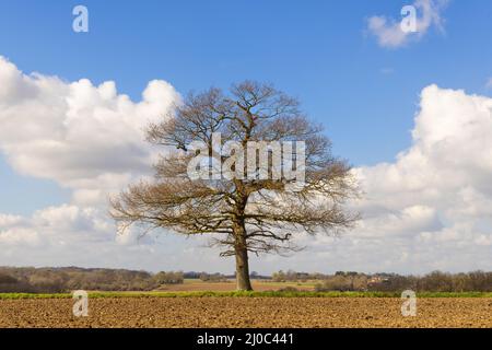 Einsamer Eichenbaum auf einem Feld im frühen Frühjahr an einem sonnigen Tag. Viel Hadham, Hertfordshire. VEREINIGTES KÖNIGREICH Stockfoto