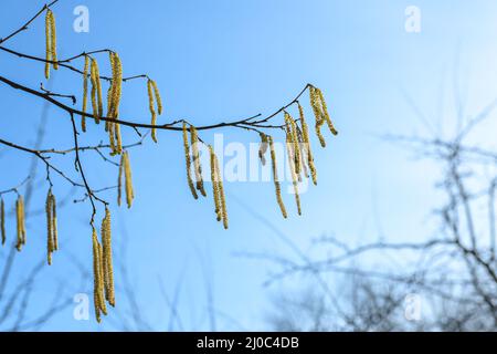 Gelbe männliche Kätzchen mit Pollen einer gewöhnlichen Hasel (Corylus avellana) vor einem blauen Himmel im Frühjahr, wichtige Bienenfütterung und starkes Allergen für viele Stockfoto