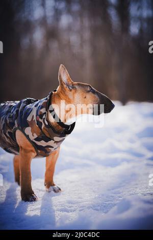 Portrait eines niedlichen Ingwer-Bullen-Terrier-Welpen, gekleidet in einen militärisch gefärbten Jumpsuit, an einem verschneiten sonnigen Wintertag im Park. Gehen mit einem Haustier. Stockfoto