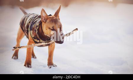Ein süßer, in einem militärfarbenen Jumpsuit gekleideter Ingwer-Bullenterrier-Welpe spielt an einem sonnigen Wintertag mit einem Holzstock. Gehen und spielen Sie mit Ihrem Haustier. Stockfoto