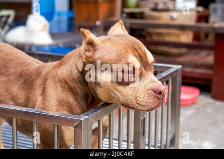 Ein mächtiger Boxenbulle in einem Tierladen Stockfoto