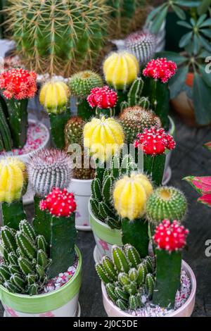 Nahaufnahme von bunten stacheligen Birnen zum Verkauf auf dem Blumenmarkt Stockfoto