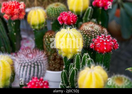 Nahaufnahme von bunten stacheligen Birnen zum Verkauf auf dem Blumenmarkt Stockfoto