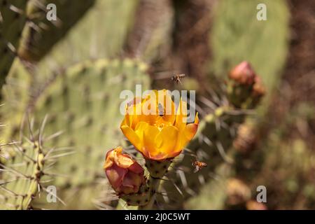 Honigbiene, Apis mellifera, sammelt Pollen aus der gelbe Blume auf einem Feigenkakteen, Opuntia Stockfoto