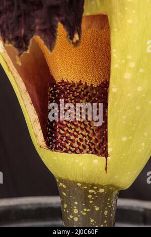 Alle zehn Jahre einmal die Leiche Blume, Amorphophallus titanum, blüht nur für 24 bis 48 Stunden Stockfoto