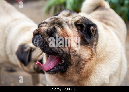 Nahaufnahme von zwei niedlichen Pugs im Freien Stockfoto