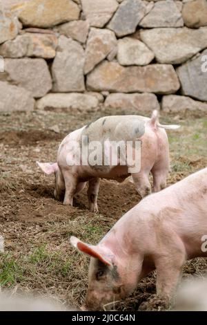 Zwei niedliche Schweine, die im Schlamm graben Stockfoto