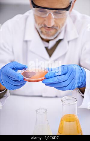 Mal sehen, was da drin los ist. Aufnahme eines männlichen Wissenschaftlers, der während eines Experiments den Inhalt einer Petrischale untersucht. Stockfoto