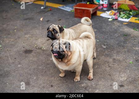 Nahaufnahme von zwei niedlichen Pugs im Freien Stockfoto