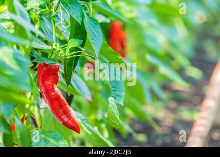 Professionelles Wachstum von pointierten roten süßen italienischen Paprika in einem niederländischen Gewächshaus Stockfoto