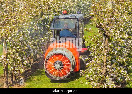 BETUWE, NIEDERLANDE - 16. APRIL 2014: Ein Bauer streut seinen blühenden Obstgarten in der Betuwe in Gelderland, Niederlande Stockfoto