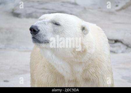 Großer Eisbär (Thalarctos maritimus) mit einem felsigen Hintergrund Stockfoto