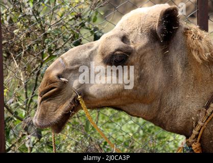 Porträt eines Dromedars oder eines einbuckelten Kamels (Camelus dromedarius) : Pix SShukla Stockfoto