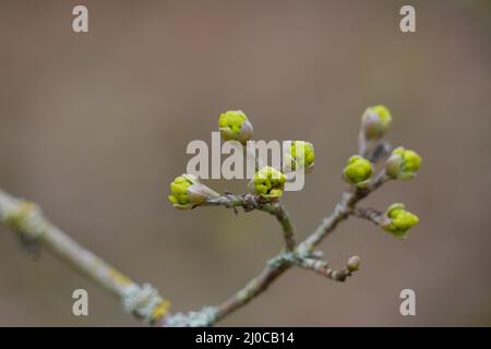 Closuep Schuss von frisch blühenden grünen Blättern eines Baumes Stockfoto