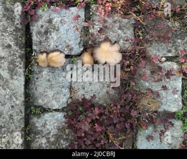 Pilze und dekoratives Kleeblatt mit roten Blättern zwischen Steinwürfeln. Stockfoto