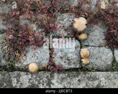 Pilze und dekoratives Kleeblatt mit roten Blättern zwischen Steinwürfeln. Stockfoto