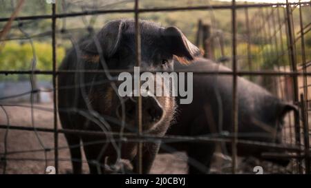 Gesundes schwarzes iberisches Schweinefleisch hinter Metallgeflecht auf einer spanischen Viehzucht. Pig schiebt seine schlammige Schnauze durch den Zaun im ländlichen Raum. Fleischindustrie Stockfoto