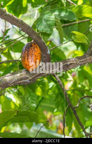 Organische Kakaofrucht pods (Theobroma cacao) in der Natur Stockfoto