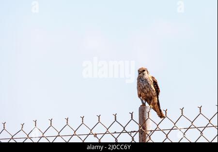 Merlin Falco columbarius Raubvogel Sitzstangen auf einen Posten in der Bolsa Chica Feuchtgebiete Stockfoto