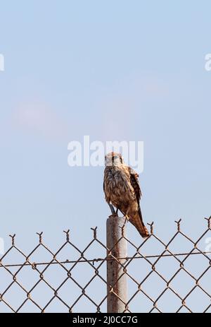 Merlin Falco columbarius Raubvogel Sitzstangen auf einen Posten in der Bolsa Chica Feuchtgebiete Stockfoto