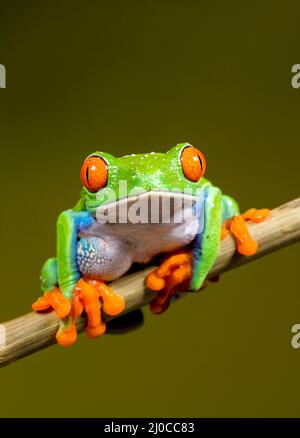 Rotaugen-Baumfrosch (Agalychnis callidyas), auf einem Pflanzenstamm sitzend und nach vorne zeigend Stockfoto