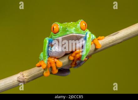 Rotaugen-Baumfrosch (Agalychnis callidyas), auf einem Pflanzenstamm sitzend und nach vorne zeigend Stockfoto