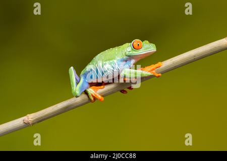Roter gefärbter Baumfrosch (Agalychnis callidyas), der einen Pflanzenstamm hochklettert Stockfoto