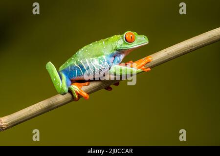 Roter gefärbter Baumfrosch (Agalychnis callidyas), der einen Pflanzenstamm hochklettert Stockfoto