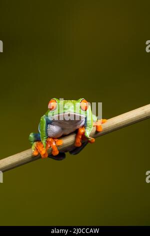 Rotaugen-Baumfrosch (Agalychnis callidyas), auf einem Pflanzenstamm sitzend und nach vorne zeigend Stockfoto