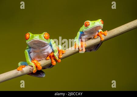 Männchen (R) und Weibchen (L) Rotäugige Baumfrösche (Agalychnis callidyas), die auf einem Pflanzenstamm sitzen und nach vorne zeigen Stockfoto