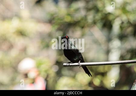 Metallische starling ist ein glänzendes Vogel mit roten Augen als aplonis Metallica bekannt Stockfoto