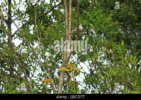 Zwischen den Ästen und üppigen Blättern eines Baumes thront eine kleine graue Taube. Stockfoto