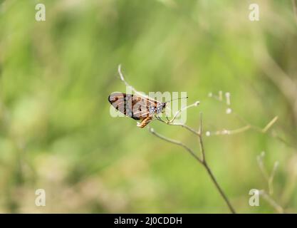 Ein kleiner gelber Schmetterling thront auf einigen Zweigen Stockfoto