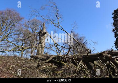 Gefallener Wind hat den Baum in der Parklandschaft beschädigt Stockfoto