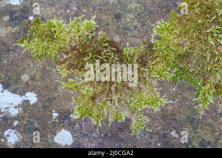 Moos und Lichen auf einer Steinmauer Stockfoto