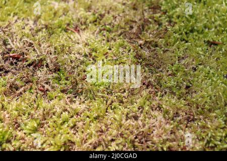 Moos und Lichen auf einer Steinmauer Stockfoto