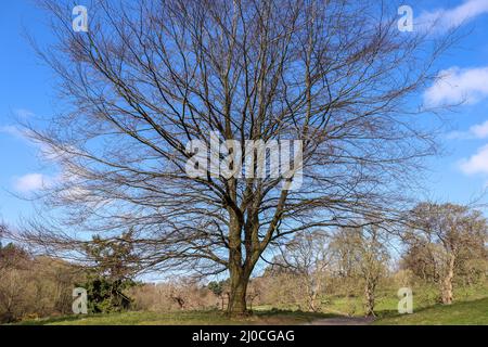Großer alter, schlafender Baum in einer Parklandschaft Stockfoto